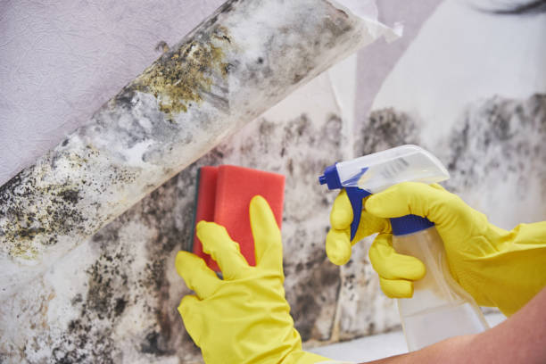 Best Residential Mold Inspection & Testing  in Raoul, GA